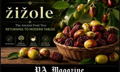 žižole: The Ancient Fruit Tree Returning to Modern Tables